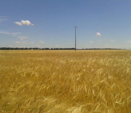 Las pésimas condiciones del campo obligan a que las cosechadoras empiecen su trabajo en primavera