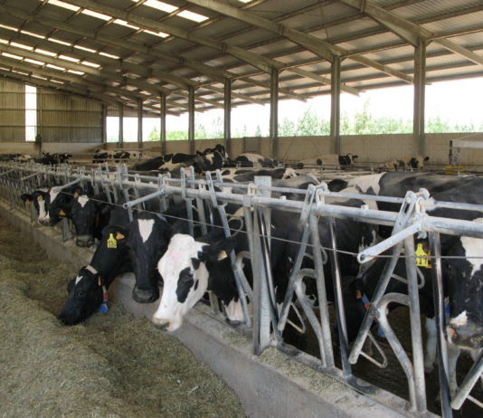 Castilla y León cubre al 100 por cien su cuota de leche a pesar de la crisis por los bajos precios