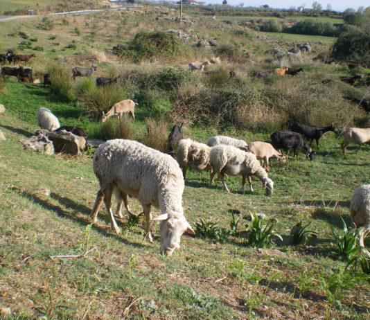 ASAJA de Ávila valora positivamente que la Junta aporte las dosis necesarias para la vacunación contra la Lengua Azul en Candeleda