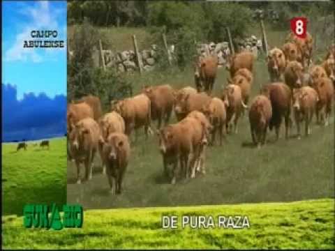 Campo Abulense 30/5/2013