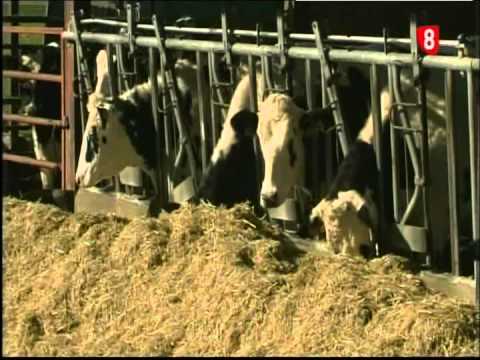 Campo Abulense especial 2014