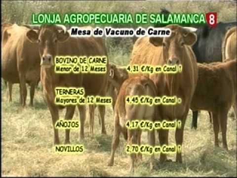 Campo abulense 9/1/2014