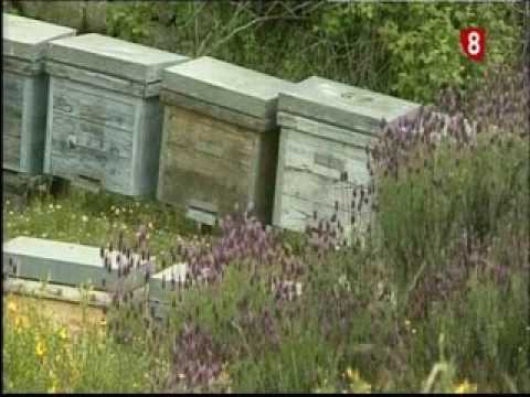 Campo Abulense 26/12/2013