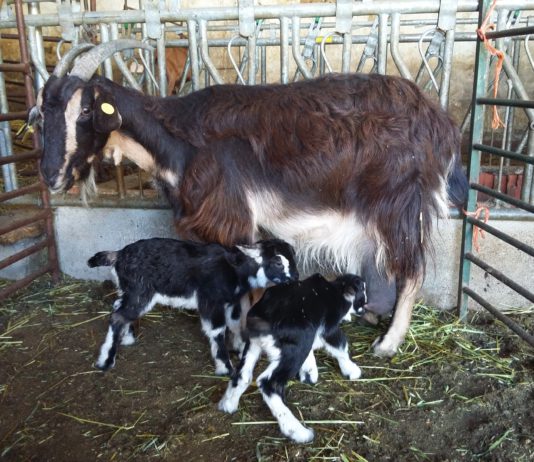 ASAJA denuncia que los bajos precios de la leche de cabra abocan a la desaparición de las granjas de caprino de leche