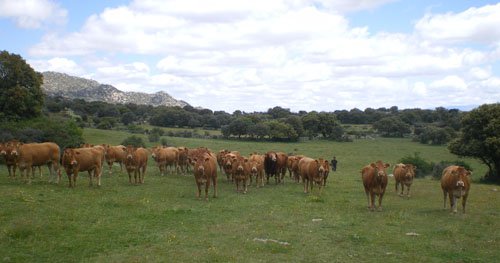ASAJA pide que este año se mantengan los mismos coeficientes de pastos que la campaña pasada y se consensúe un sistema compatible con las ayudas