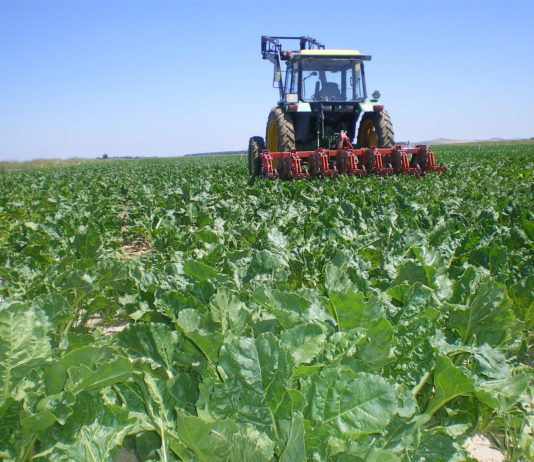 Arranca la recolección de remolacha con una buena previsión de cosecha