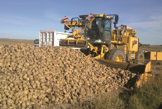 La Justicia da la razón a ASAJA por los recursos de la remolacha y obliga a la Junta a pagar la ayuda de tres euros por tonelada