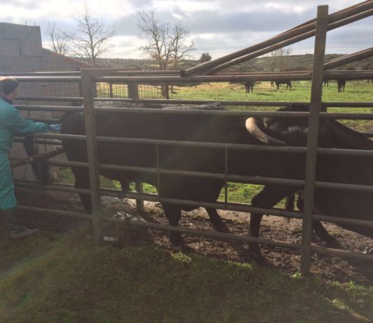 ASAJA consigue reducir la presión sobre el ganadero en el saneamiento