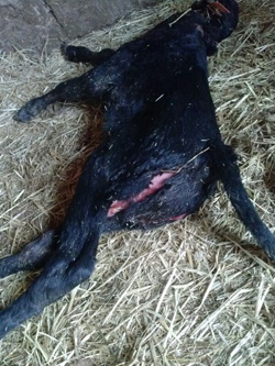 ASAJA de Ávila denuncia que los ataques de lobos se cobran la vida de dos animales en El Barraco y Riofrío