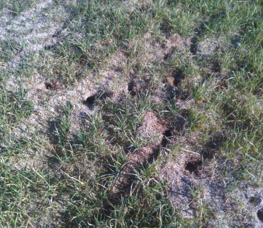 Autorizada la quema controlada de cubierta vegetal para controlar la plaga de topillos en la comarca agraria Arévalo-Madrigal