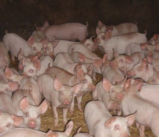 ASAJA valora muy positivamente que la Junta potencie la entrada de los jóvenes en el sector porcino