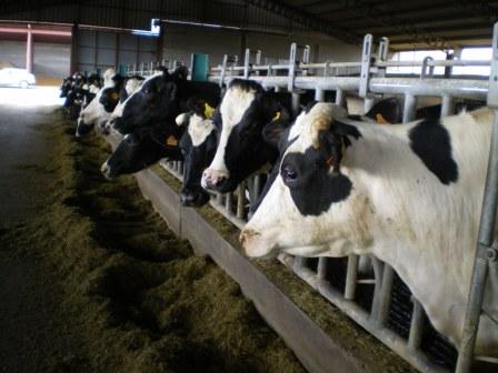 LA LECHE ESTÁ DOS CÉNTIMOS DE EURO MÁS CARA EN ORIGEN EN LOS PAÍSES QUE EXPORTAN A ESPAÑA