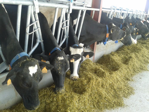 Ornua exige ahora a los ganaderos que reduzcan su producción en un 20%