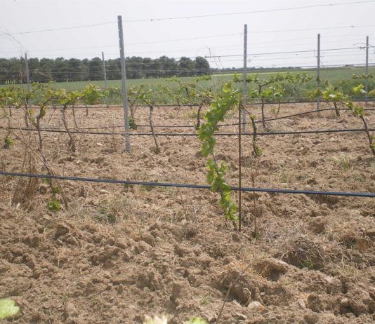 Los derechos de viñedo de la reserva regional se asignarán por primera vez