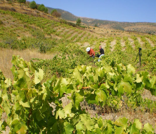 Convocada la ayuda vinculada a los planes de reestructuración y reconversión de viñedos en Castilla y León para la campaña vitícola 2016/2017