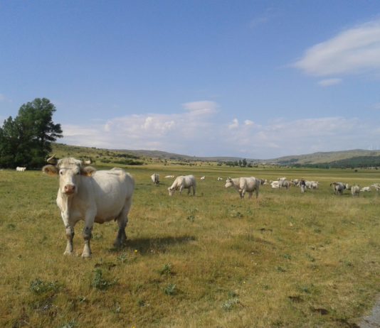 ASAJA pide a la Junta una demora en la obligación de tramitar electrónicamente las guías de movimiento de ganado
