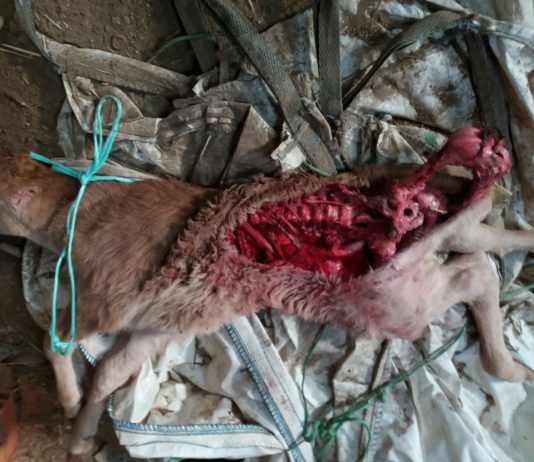 Segundo ataque de lobos en diez días a un ganadero de Zapardiel de la Cañada