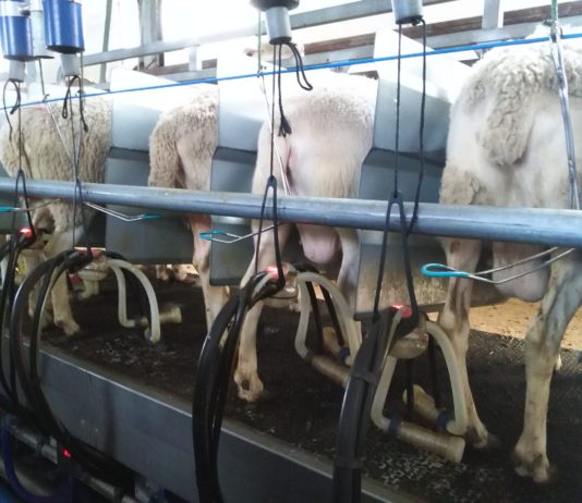 ASAJA-Ávila estará el jueves con los ganaderos de ovino