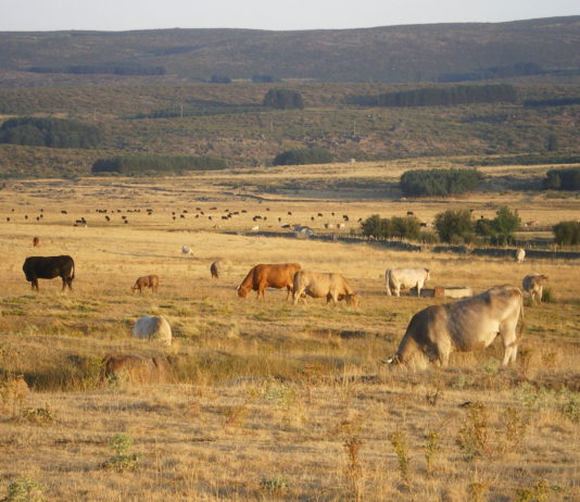 ASAJA-Ávila exige mayor compromiso con el sector ganadero, en el día de su patrón, San Antón