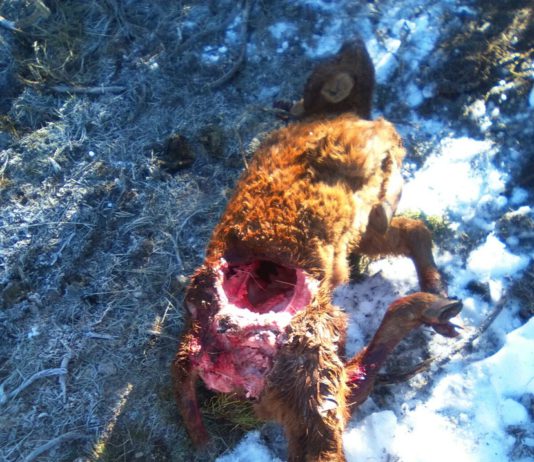 ASAJA pide a Bruselas que no permita que la expansión del lobo «acorrale y expulse a los ganaderos»