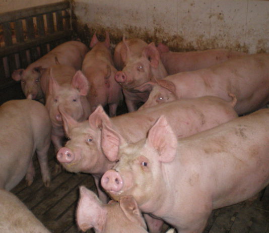 ASAJA ve imposible cumplir la normativa sobre gestión de purines y advierte a la Administración que no se pueden cambiar las cosas “a golpe de decreto”