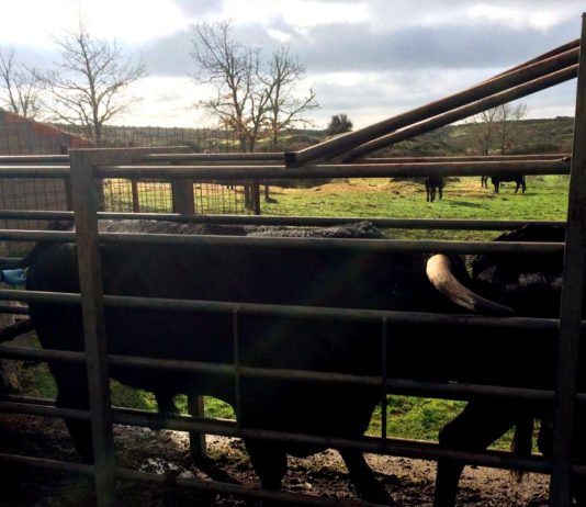 ASAJA abandera la búsqueda de soluciones a la tuberculosis animal en Ávila Saneamiento ganadero