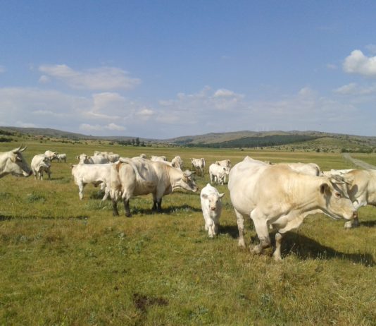 Campo abulense 22 de febrero de 2018