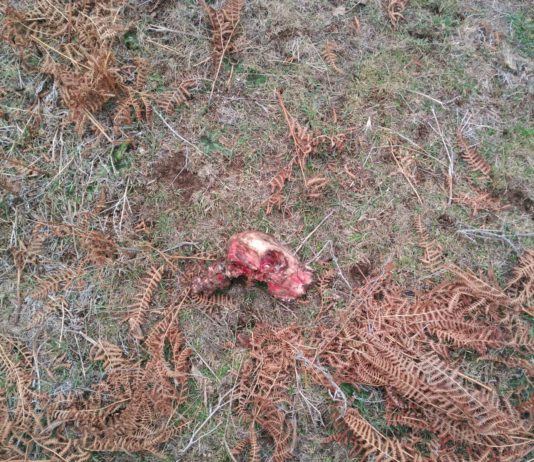 Tres ataques de lobo en cuatro meses a un joven recién incorporado al sector