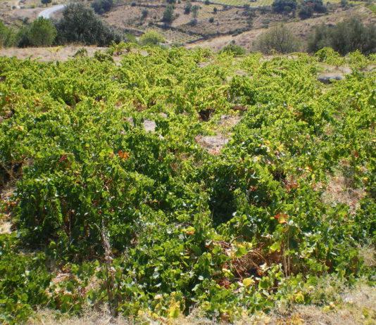 Nuevas plantaciones de viñedo, hasta el 28 de febrero