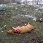 FOTO ATAQUE DE LOBOS PIEDRAHÍTA 1