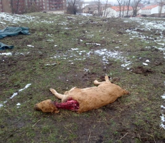 ASAJA-Ávila denuncia un nuevo ataque de lobos a 500 metros del casco urbano de Piedrahíta