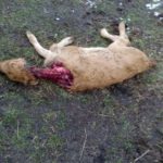 FOTO ATAQUE DE LOBOS PIEDRAHÍTA 2