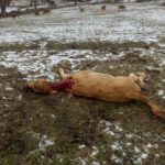 FOTO ATAQUE DE LOBOS PIEDRAHÍTA 3