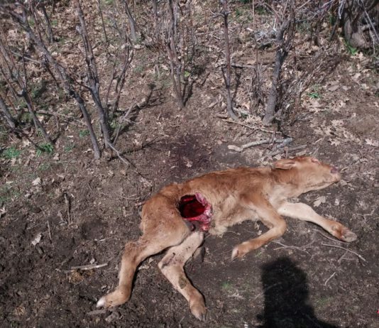 ASAJA-Ávila exige una solución al problema del lobo