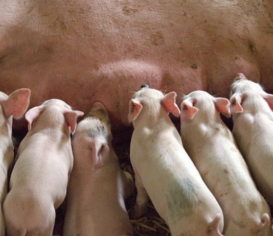 La moratoria para adaptar la maquinaria de aplicación de purines es insuficiente