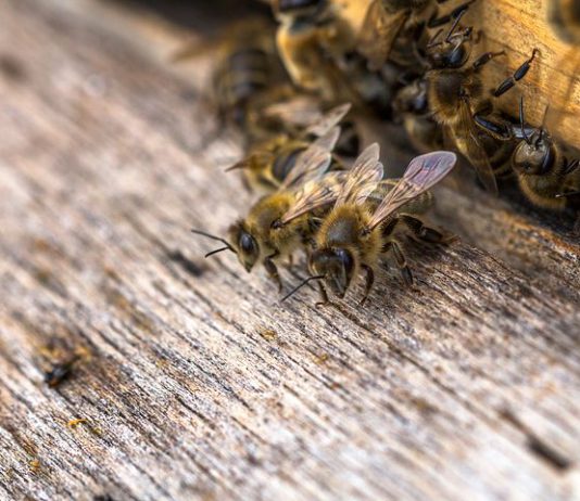 El sector reclama que sea obligatorio detallar el origen en el etiquetado de la miel