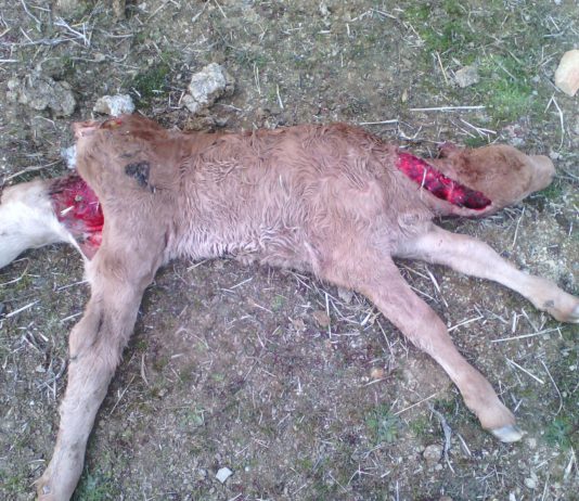 ASAJA-Ávila denuncia que se pueden contabilizar más de 2000 animales muertos a finales de año si no se controlan los lobos