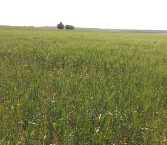 El campo pide a San Isidro agua en mayo y junio para que la cosecha prospere