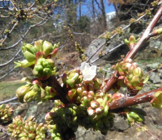 Sube la subvención regional a los seguros de frutas y de retirada de animales