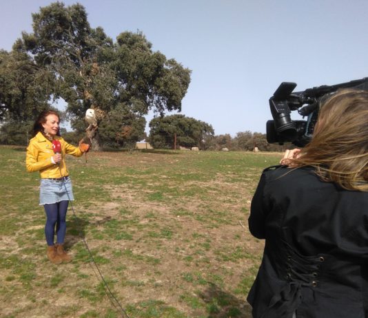 Campo Abulense 3 de mayo de 2018