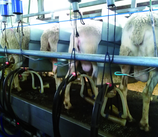 Los ganaderos de leche de ovino piden a la Junta que actúe ya