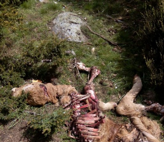Apoyo a los ganaderos afectados por lobo al sur del Duero entre octubre de 2015 y mayo de 2016