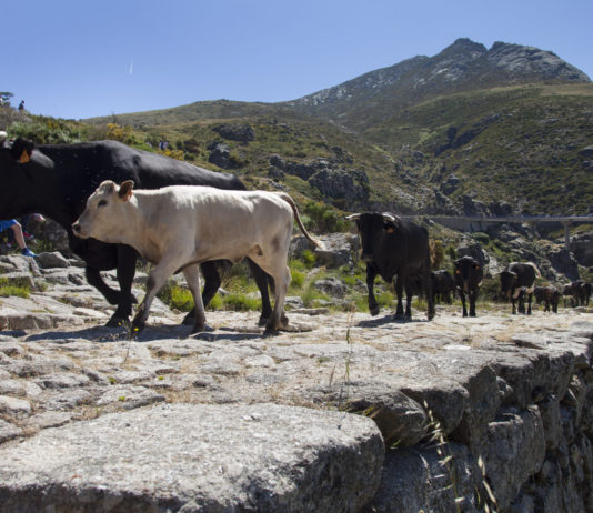 ASAJA solicita al Ministerio de Agricultura la mejora de la Cañada Real Leonesa Occidental en su ruta por el Puerto del Pico