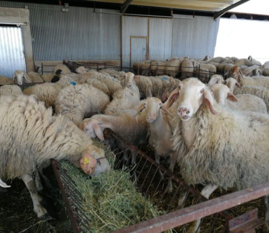 El sector pide a la Consejería que calcule ya los costes de producción del ovino de leche