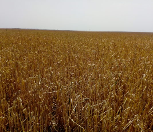 Campo Abulense 28 de junio de 2018