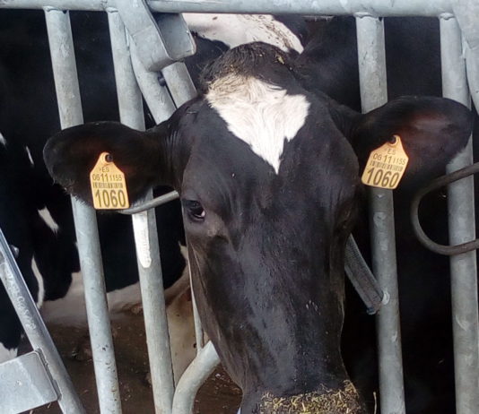 Campo Abulense 14 de junio de 2018