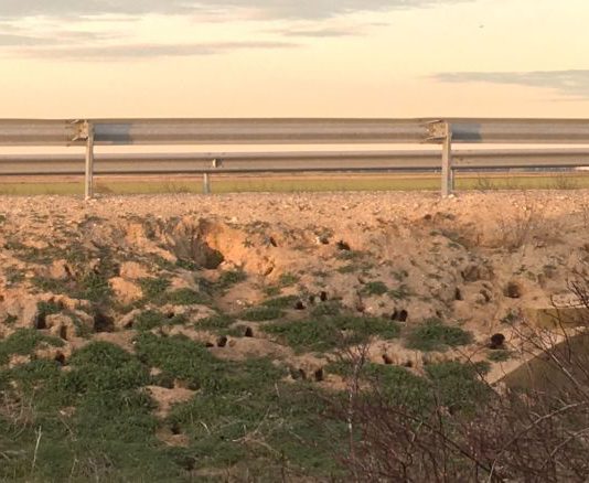 Adif protegerá 450 km de la entrada de conejos