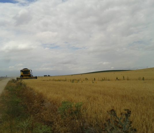 ASAJA exige que Castilla y León se beneficie de la tendencia alcista del precio del cereal