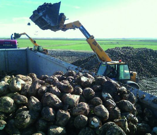 Remolacha: devolución de las cotizaciones a la producción de las campañas 99/00 y 00/01