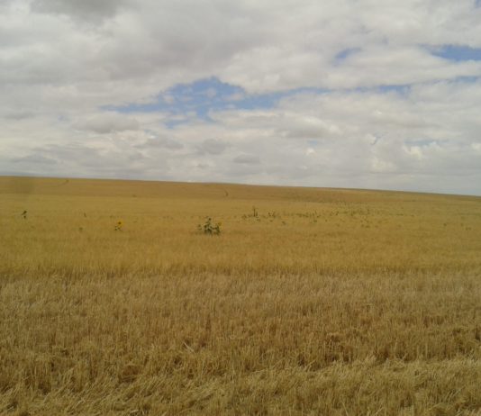 ASAJA pide apoyos para que una mala comercialización no arruine las expectativas de una buena cosecha